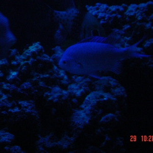 chromis and friends