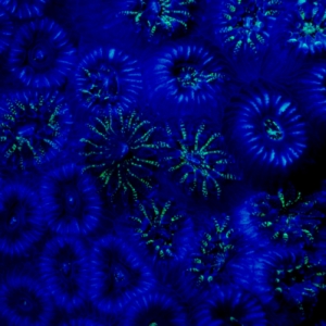 actinic