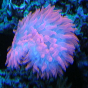 Bubble Tip Anenome