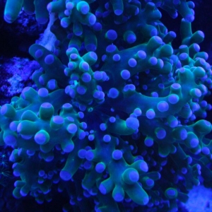 Actinic FrogSpawn