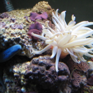 Blue Star and Anemone