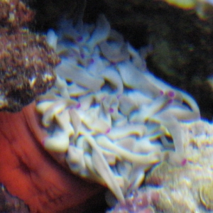 Anemone almost all the way inside it's self