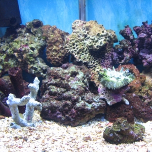 Left side of tank.