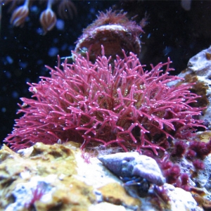 SPS sprouted from Vanuatu LR