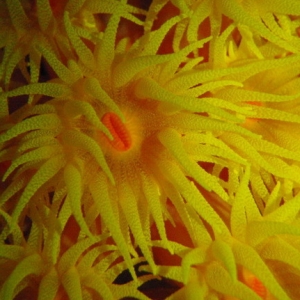 sun coral
