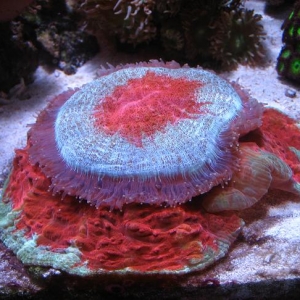 donut coral at feeding time