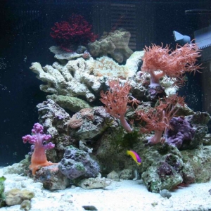 tank_shot2