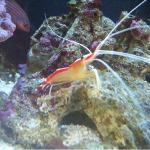 cleaner shrimp and evil wrasse in the background