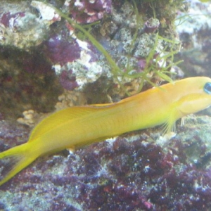 midas blenny, benny :)