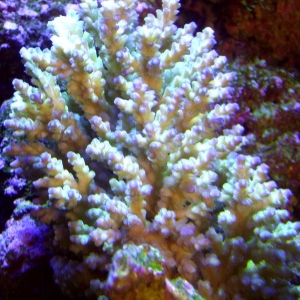 Purple Acropora2