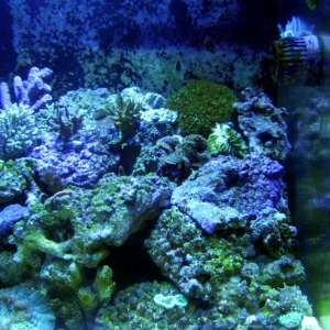 Right 90 Gallon Acrylic Reef