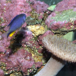 Unknown Fish