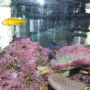 Unknown Fish