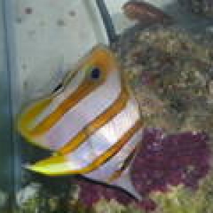 My CBB