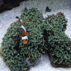 Hammer Coral Hosting Clown