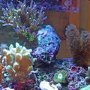 th_Aquarium022_edited