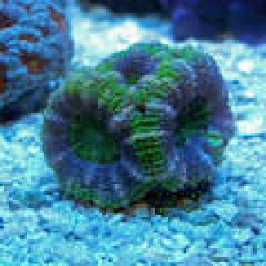 th_Aquarium017_edited