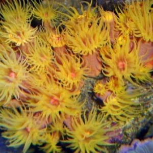 sun coral