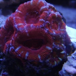 acan