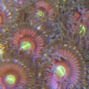 misc. corals