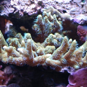 acro