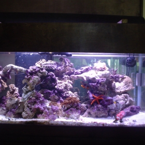 75 gal rockscape