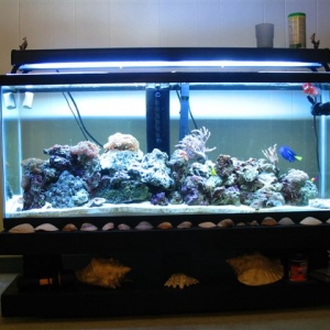 My Reef