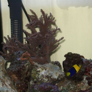 My Reef