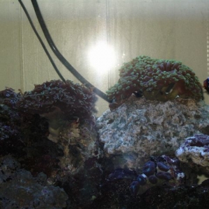 My Reef