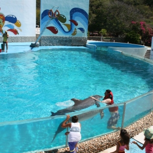 Dolphin craze