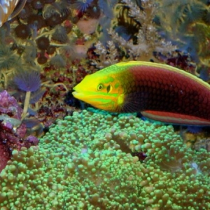 radiant wrasse