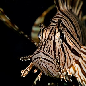 LionFish