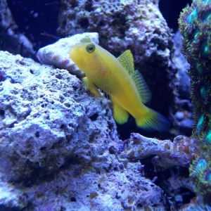 Yellow watchman Goby