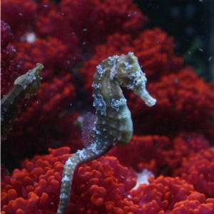 Seahorse