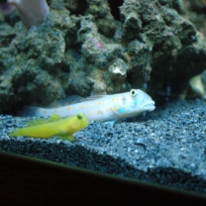 Goby Buddies