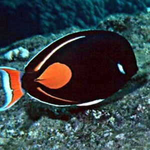 Acanthurus_achilles1