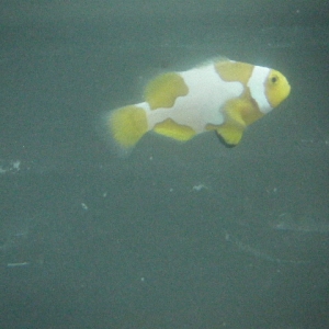 My First Picasso Clownfish
