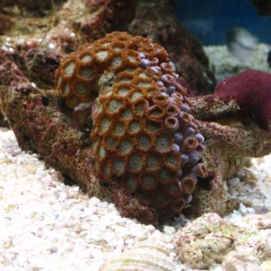 green polyps