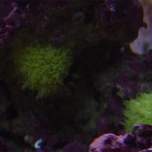 Unkown neon green cluster growing on my rocks