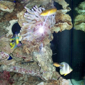 My 265 Atlantic Ocean Tank