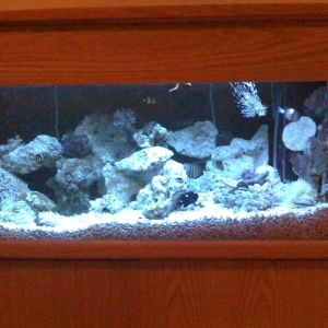 reef tank
