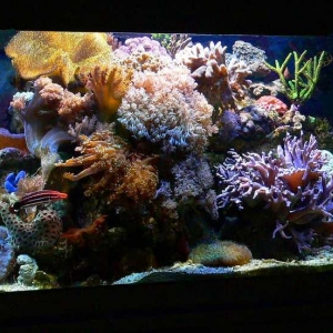 HMA's 115 gal (FTS Aug. 2009)