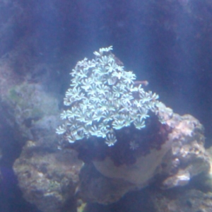 Green Clove Polyps