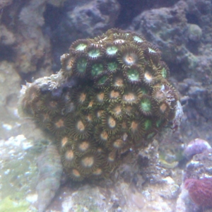 Orange&Green Zoanthid colony