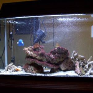 My new 29 Gal Setup