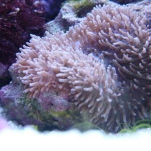 My corals and inverts