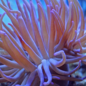 Condylactis_anemone