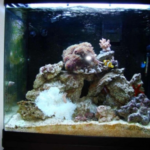 1-main-tank