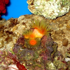 Dendrophyllia