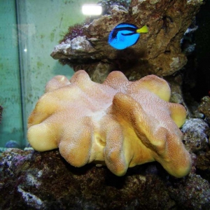 7-new-soft-coral-_-tang